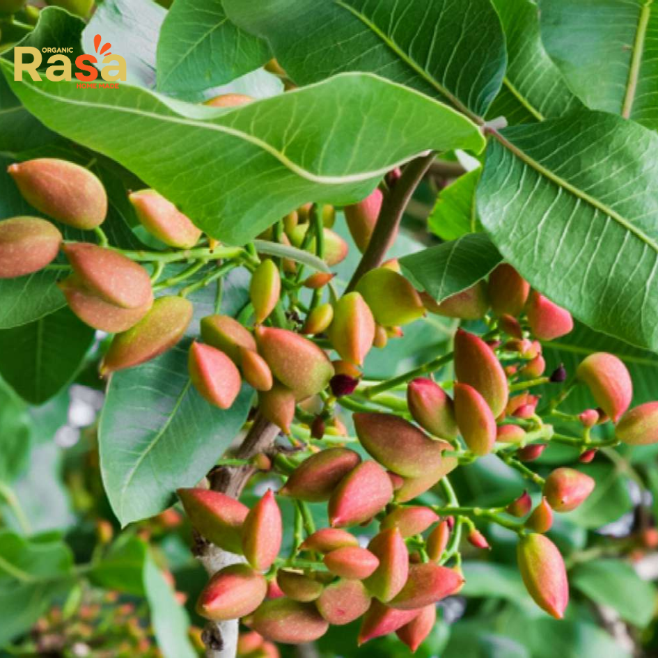 organic pistachio (pista giri) – large, sweet, and freshly shelled delight! organic pistachio (pista giri) – large, sweet, and freshly shelled delight!