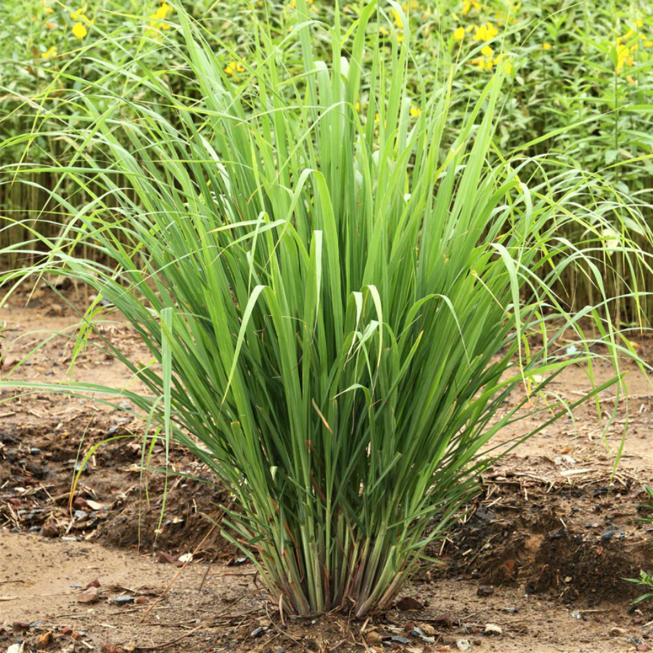organic lemongrass tea (cymbopogon citratus) β premium garden fresh herbal infusion | refreshing citrus drink organic lemongrass tea (cymbopogon citratus) β premium garden fresh herbal infusion | refreshing citrus drink