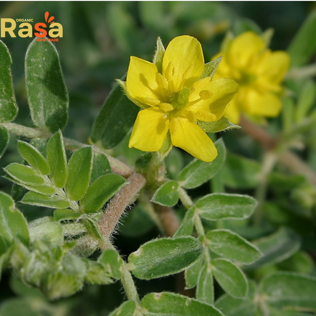 premium tribulus terrestris (gokhru) β 100% pure organic herbal ingredient | traditional for daily lifestyle use premium tribulus terrestris (gokhru) β 100% pure organic herbal ingredient | traditional for daily lifestyle use