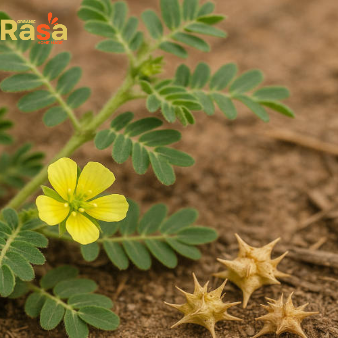premium tribulus terrestris (gokhru) β 100% pure organic herbal ingredient | traditional for daily lifestyle use premium tribulus terrestris (gokhru) β 100% pure organic herbal ingredient | traditional for daily lifestyle use