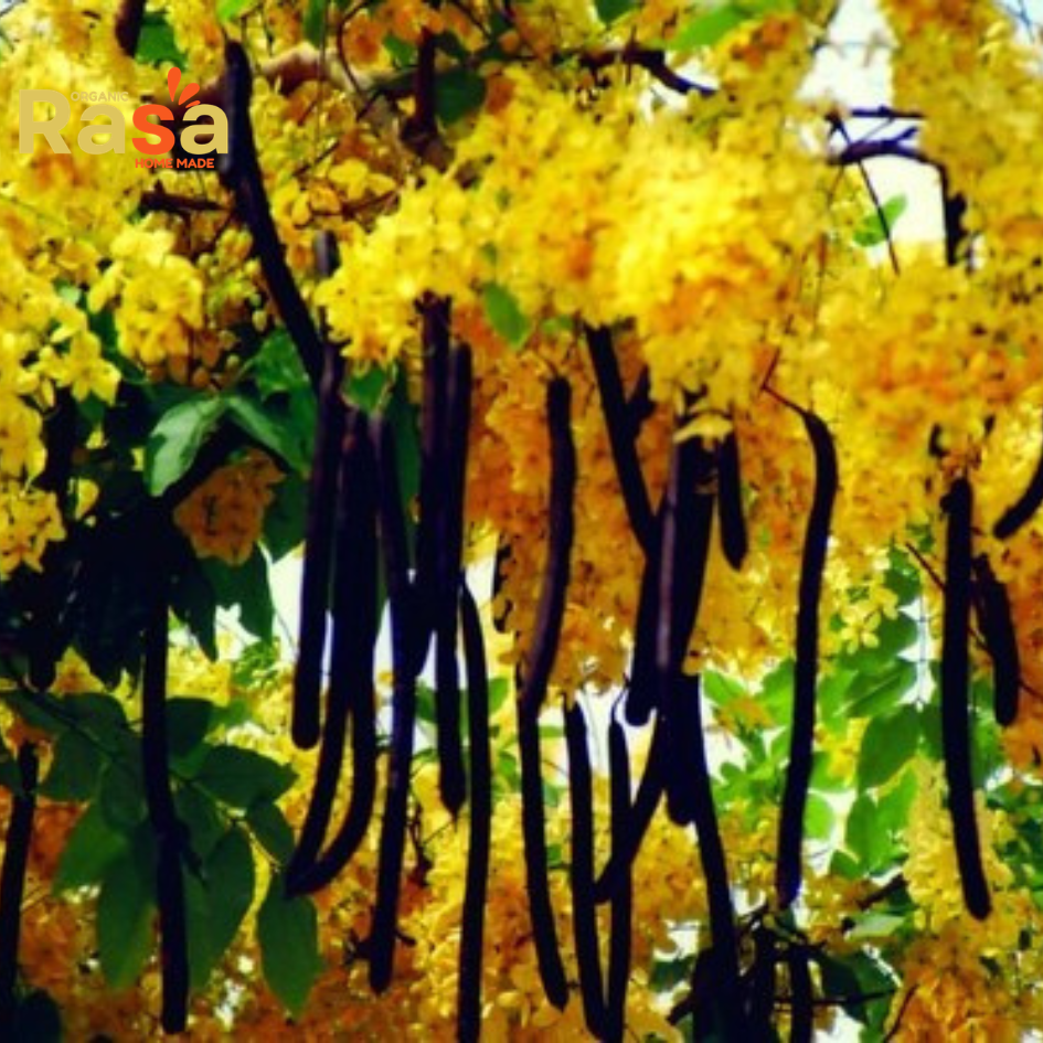 amaltas (golden shower tree) tea β organic cassia fistula herbal infusion | traditional beverage for daily lifestyle amaltas (golden shower tree) tea β organic cassia fistula herbal infusion | traditional beverage for daily lifestyle