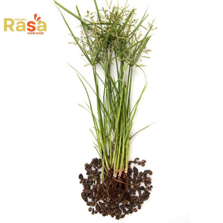nagarmotha tea (cyperus rotundus) β premium nut grass herbal infusion | pure botanical drink for natural lifestyle nagarmotha tea (cyperus rotundus) β premium nut grass herbal infusion | pure botanical drink for natural lifestyle
