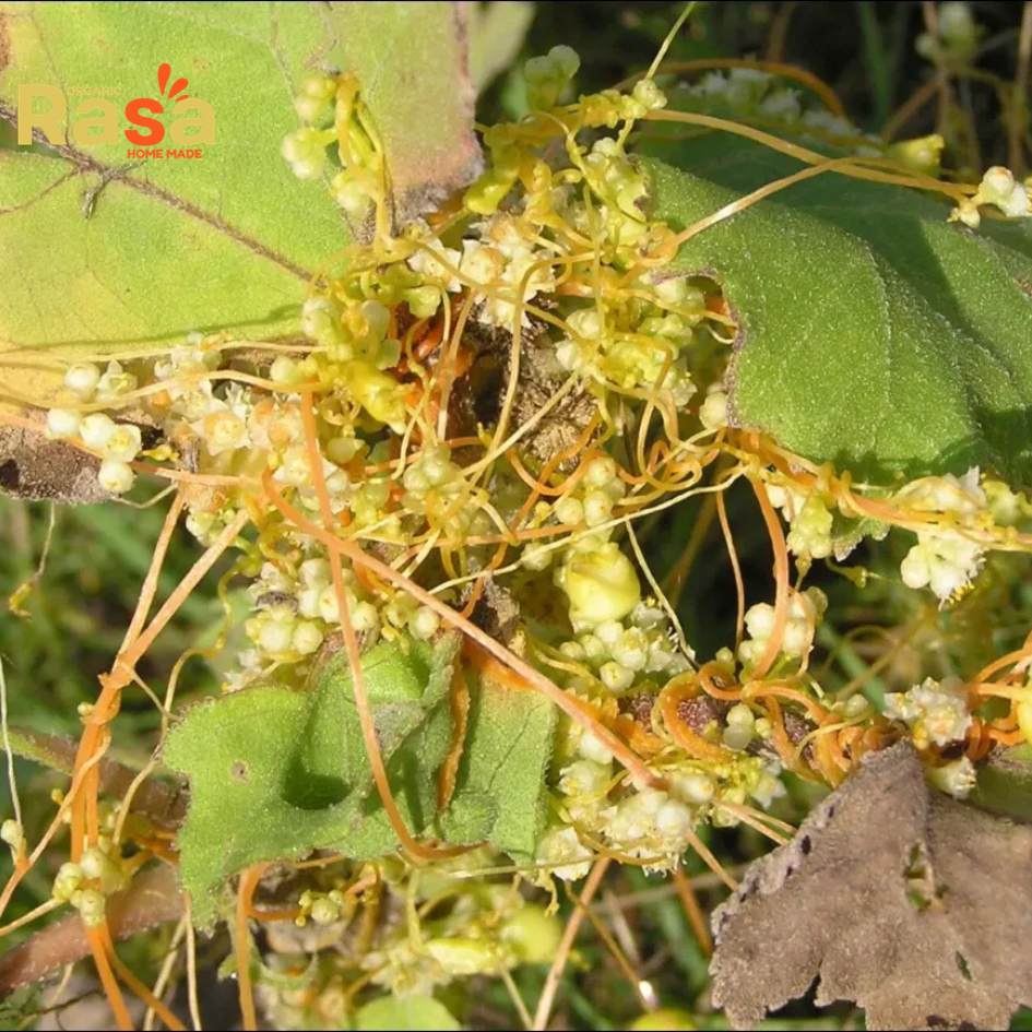 dodder tea (iftimon β cuscuta reflexa) β premium herbal infusion | pure botanical drink for natural lifestyle dodder tea (iftimon β cuscuta reflexa) β premium herbal infusion | pure botanical drink for natural lifestyle