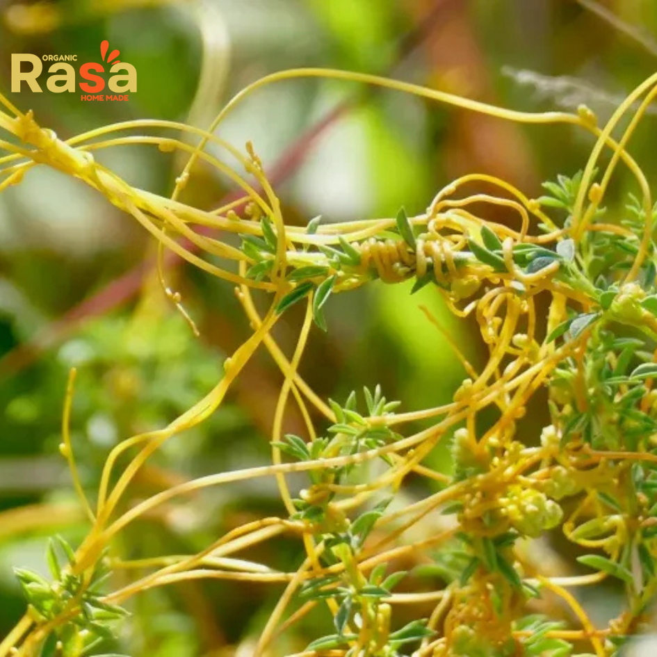 dodder tea (iftimon β cuscuta reflexa) β premium herbal infusion | pure botanical drink for natural lifestyle dodder tea (iftimon β cuscuta reflexa) β premium herbal infusion | pure botanical drink for natural lifestyle